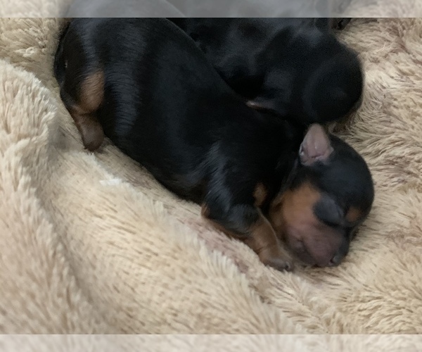 Medium Photo #3 Yorkshire Terrier Puppy For Sale in LAKE CITY, FL, USA