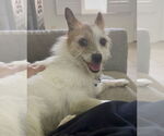 Small #2 Mutt