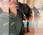 Small #1 Labrador Retriever Mix