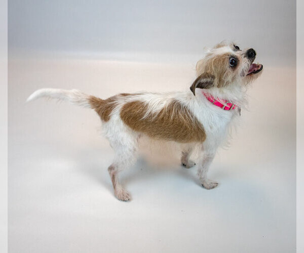 Medium Photo #8 Mutt Puppy For Sale in Kennesaw, GA, USA