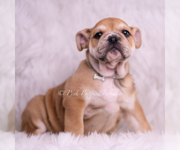 Medium Photo #7 Bulldog Puppy For Sale in WARSAW, IN, USA