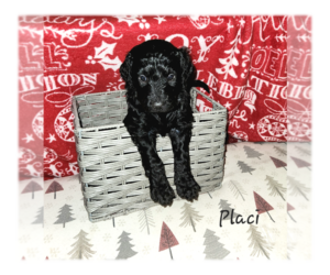 Double Doodle Puppy for Sale in COHOCTON, New York USA