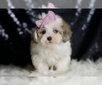 Small #3 Maltipoo