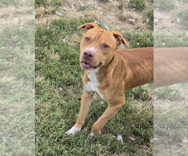 Medium Photo #4 Mutt Puppy For Sale in Evansville, IN, USA