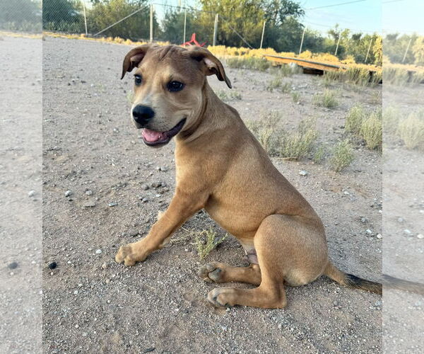 Medium Photo #12 Black Mouth Cur-Unknown Mix Puppy For Sale in Queen Creek, AZ, USA