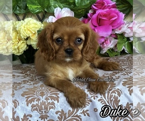 Cavalier King Charles Spaniel Puppy for sale in MIAMI, FL, USA