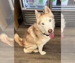 Small Siberian Husky