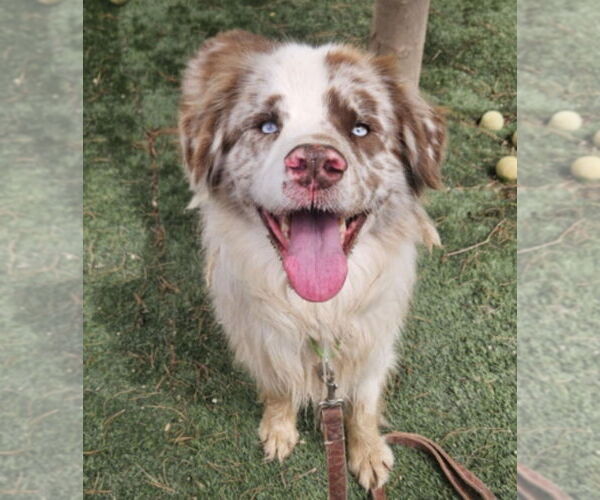 Medium Photo #1 Australian Shepherd-Unknown Mix Puppy For Sale in Lakewood, CO, USA