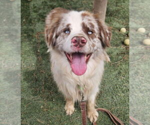 Australian Shepherd-Unknown Mix Dogs for adoption in Lakewood, CO, USA
