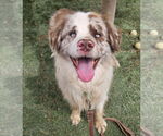 Small Australian Shepherd Mix
