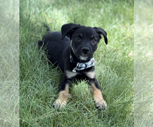 Medium Photo #4 Labrottie Puppy For Sale in Phoenix, AZ, USA