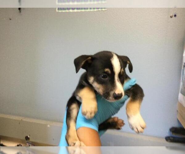 Medium Photo #1 Mutt Puppy For Sale in Riverside, CA, USA