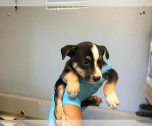 Mutt Dogs for adoption in Riverside, CA, USA