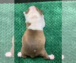 Small #4 Boston Terrier