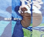 Small Photo #2 Boston Terrier Puppy For Sale in PICO RIVERA, CA, USA