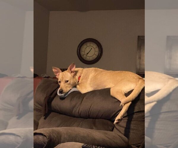 Medium Photo #4 Chow Chow-Labrador Retriever Mix Puppy For Sale in Spring, TX, USA