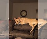 Small #3 Chow Chow-Labrador Retriever Mix
