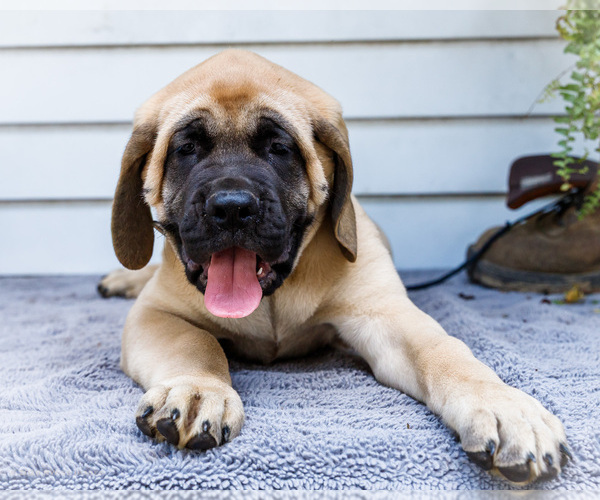 Medium Photo #6 Mastiff Puppy For Sale in WAKARUSA, IN, USA