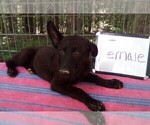 Small #4 German Shepherd Dog