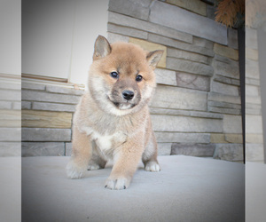Shiba Inu Puppy for sale in CANTON, SD, USA