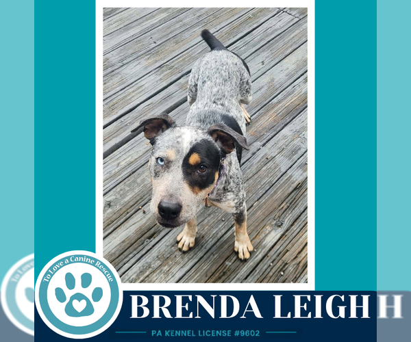 Medium Photo #1 Mutt Puppy For Sale in Kimberton, PA, USA