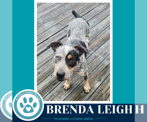 Mutt Dogs for adoption in Kimberton, PA, USA