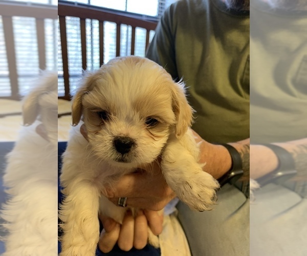 Medium Photo #11 ShihPoo Puppy For Sale in WETUMPKA, AL, USA