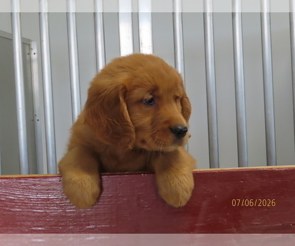 Medium Photo #3 Golden Retriever Puppy For Sale in THORP, WI, USA