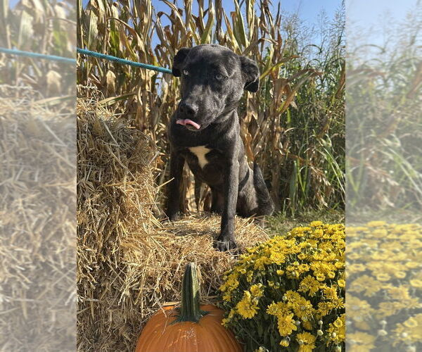 Medium Photo #8 Huskies -Unknown Mix Puppy For Sale in Evansville, IN, USA