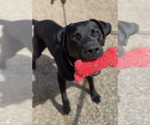 Labrador Retriever-Unknown Mix Dogs for adoption in Bemidji, MN, USA
