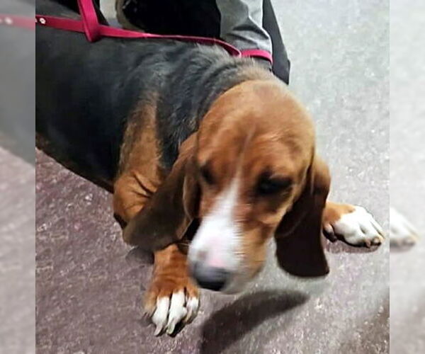 Medium Photo #3 Basset Hound Puppy For Sale in Deepwater, NJ, USA