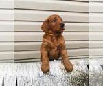 Small Photo #7 Goldendoodle Puppy For Sale in HAPPYLAND, MN, USA