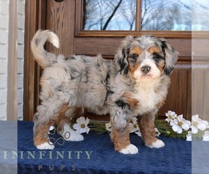Bernedoodle (Miniature) Puppy for sale in NARVON, PA, USA