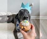 Small #20 Plott Hound-Weimaraner Mix