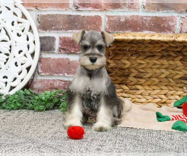 Medium Photo #3 Schnauzer (Miniature) Puppy For Sale in SYRACUSE, IN, USA