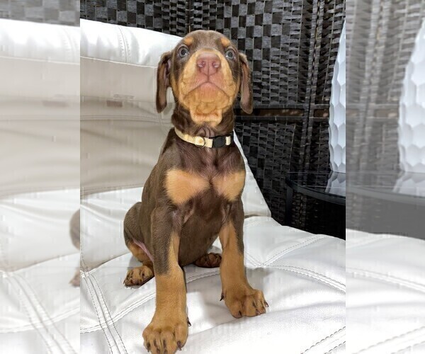 Medium Photo #12 Doberman Pinscher Puppy For Sale in BUCKEYE, AZ, USA