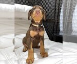 Small Photo #12 Doberman Pinscher Puppy For Sale in BUCKEYE, AZ, USA