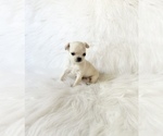 Small #3 Chihuahua