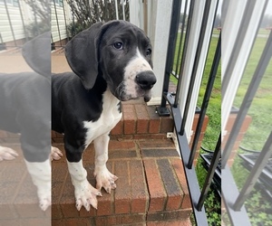 Great Dane Puppy for sale in CLEVELAND, NC, USA