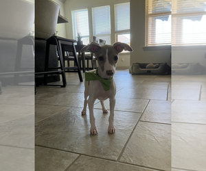 Italian Greyhound Puppy for sale in SPRING, TX, USA