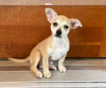 Small Chihuahua Mix