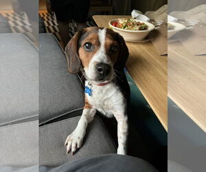 Beagle Dogs for adoption in Minneapolis, MN, USA