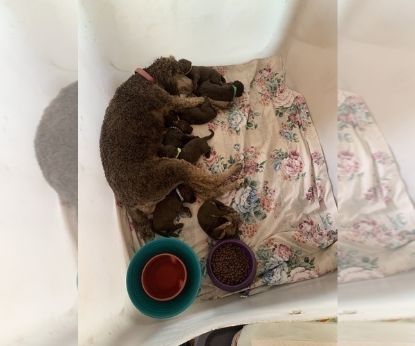 Medium Photo #11 Labradoodle Puppy For Sale in DEEPWATER, MO, USA