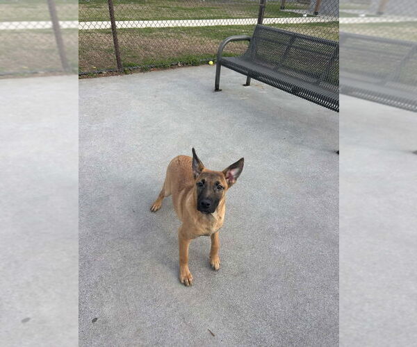 Medium Photo #1 German Shepherd Dog-Unknown Mix Puppy For Sale in Imlay City, MI, USA