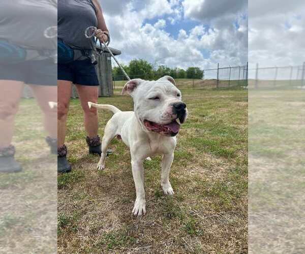 Medium Photo #6 Mutt Puppy For Sale in Abbeville, LA, USA