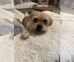 Small #9 Pug Mix