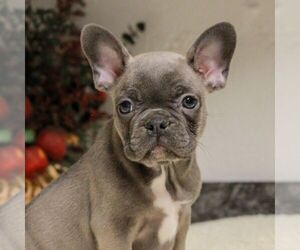 French Bulldog Puppy for sale in EAST EARL, PA, USA