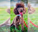 Small #2 Poodle (Toy)