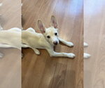 Small #2 Siberian Husky Mix
