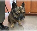 Small French Bulldog